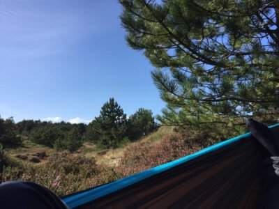 a hammock in a forest