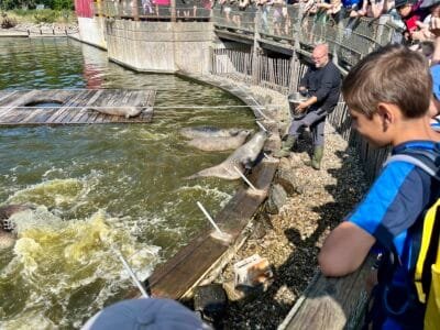 Menschen füttern Tiere am Wasser.