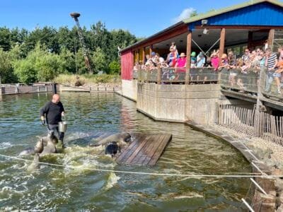 Tierpfleger füttert Seelöwen im Wasser.