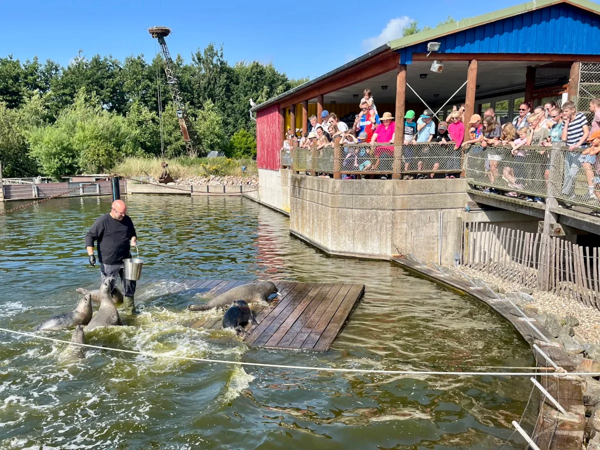 Tierpfleger füttert Seelöwen im Wasser.