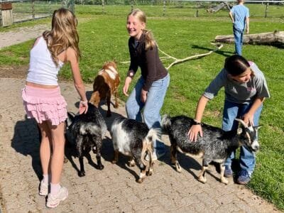 Kinder füttern Ziegen auf Bauernhof.