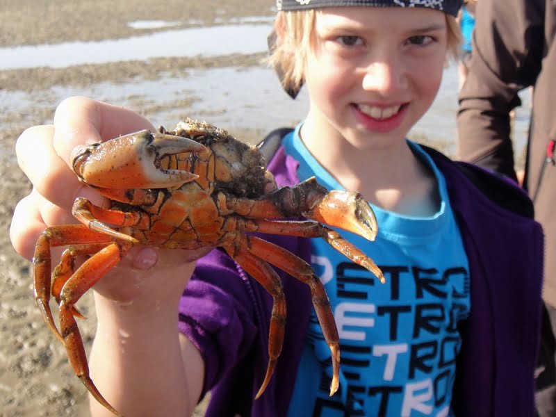 Wattwanderung mit Krebssuche